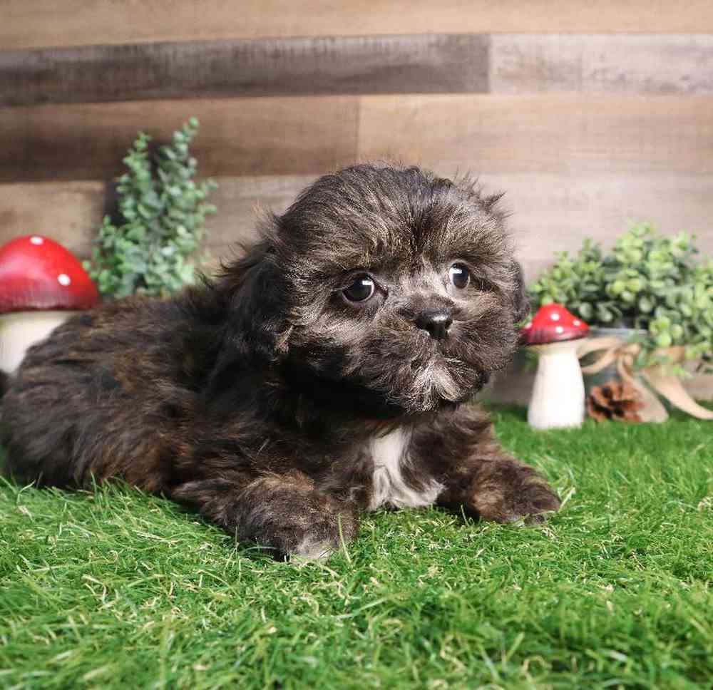 Female Shipoo Puppy for Sale in Blaine, MN