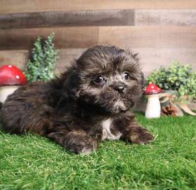 Shipoo