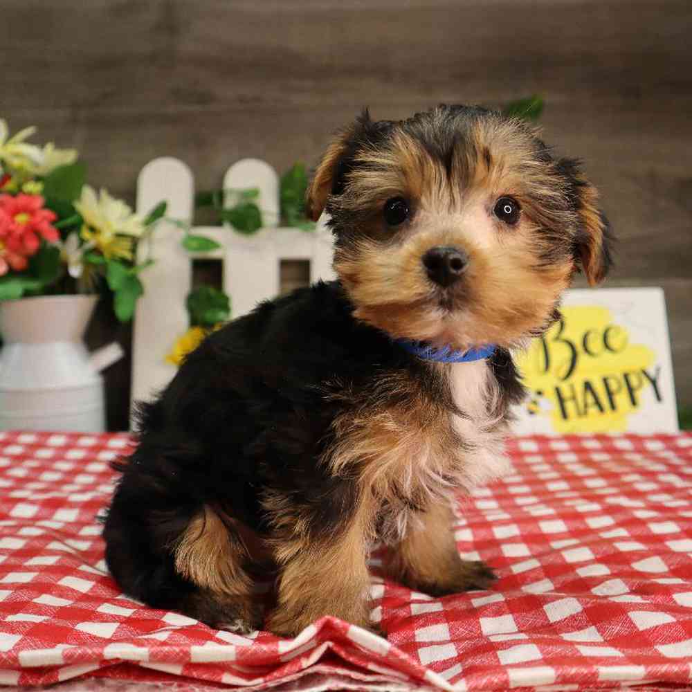 Male Yorkshire Terrier Puppy for Sale in Blaine, MN