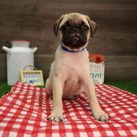 Pug