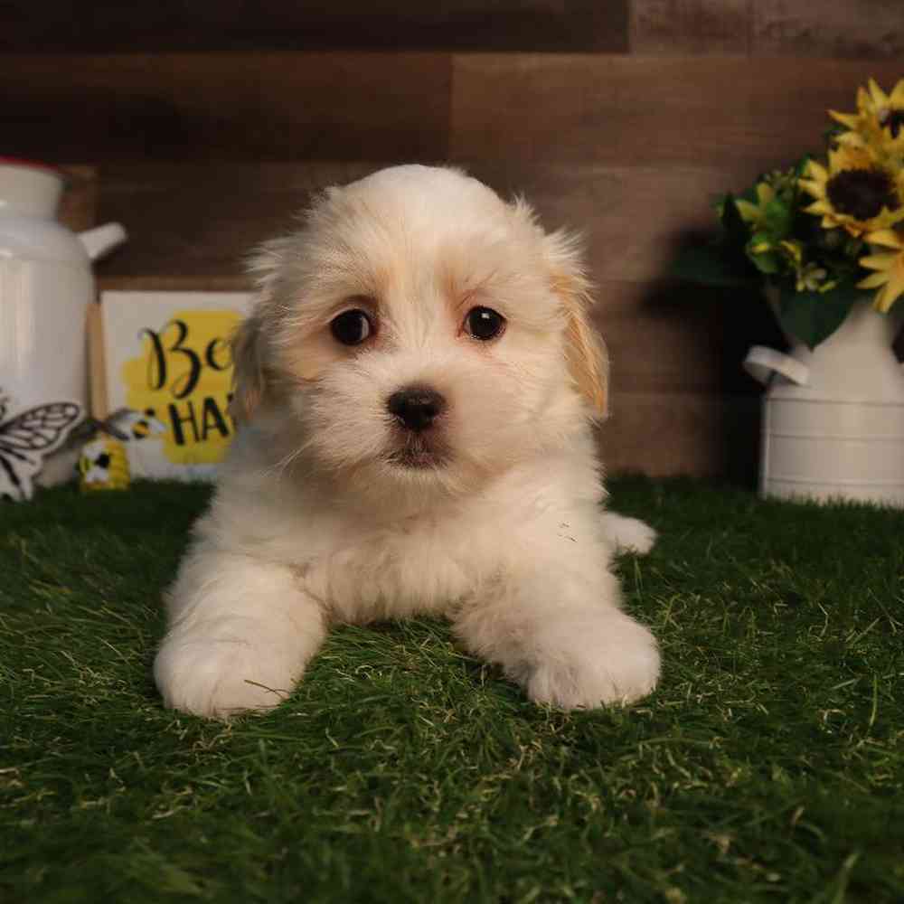 Female Malshi Puppy for Sale in Blaine, MN