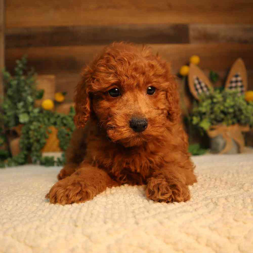 carousel pet images