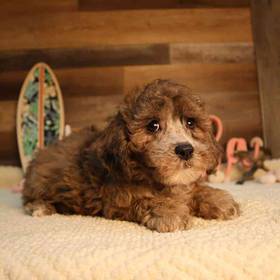 Bichon-Poo