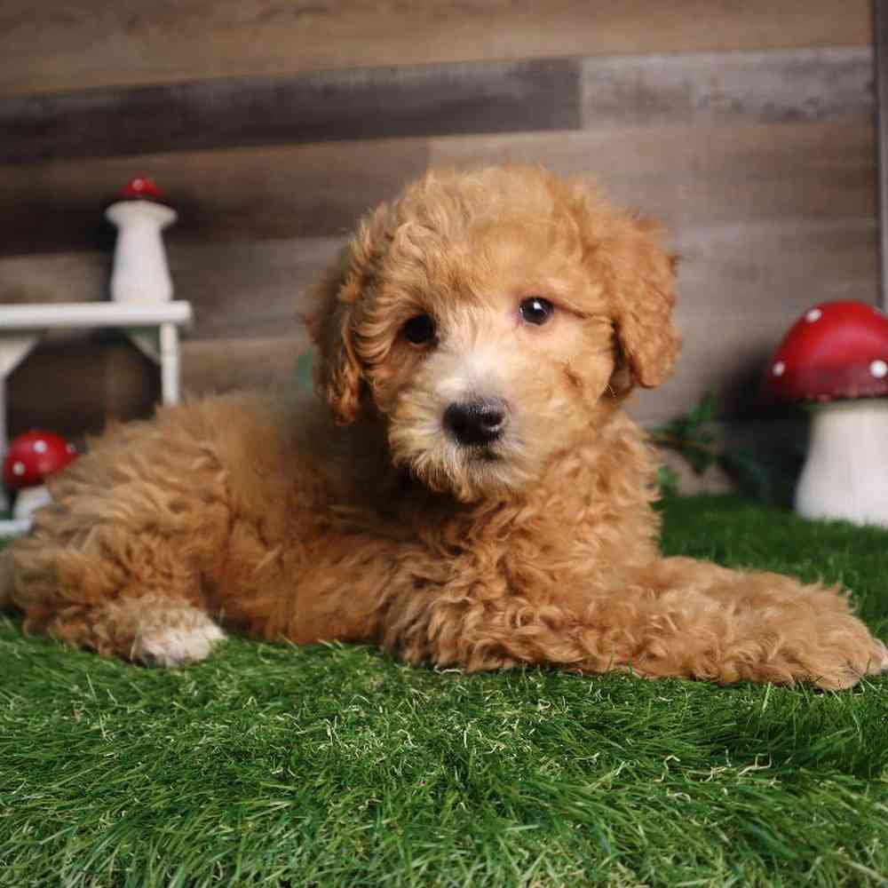 carousel pet images