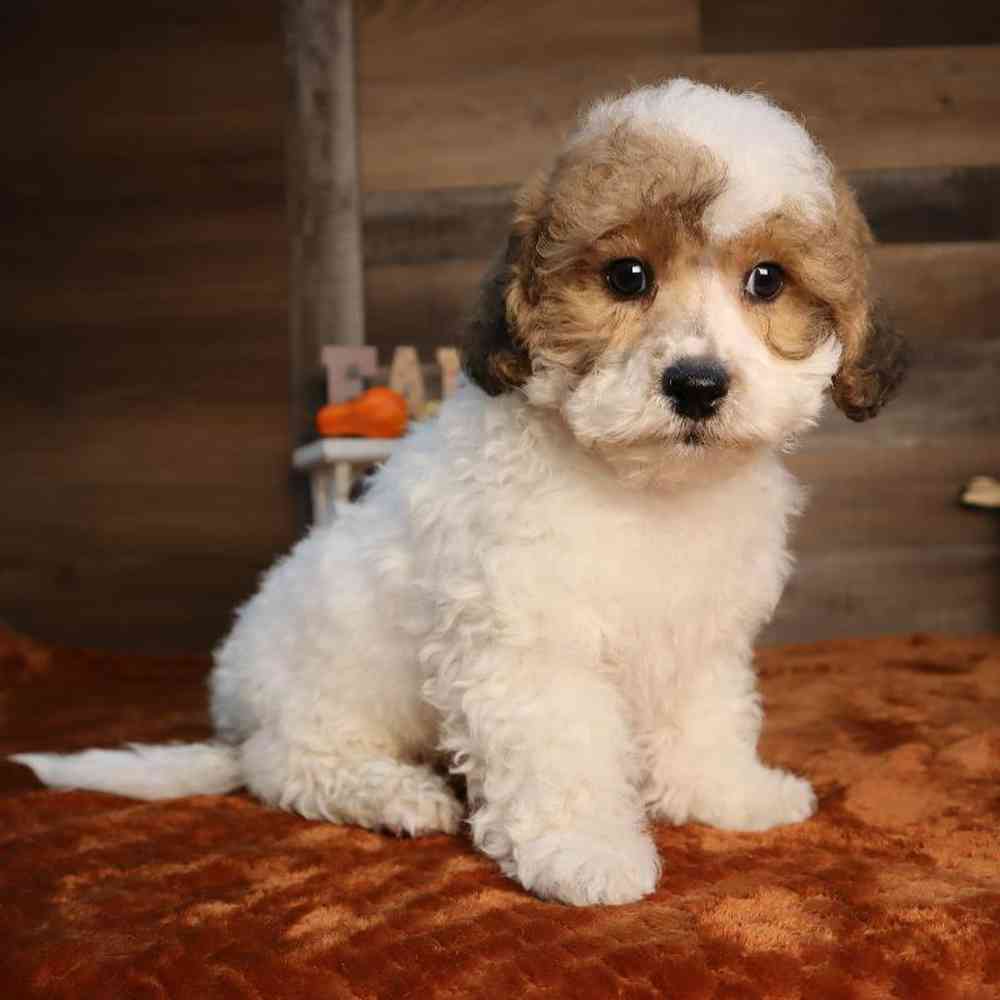 carousel pet images