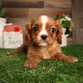 Cavalier King Charles Spaniel
