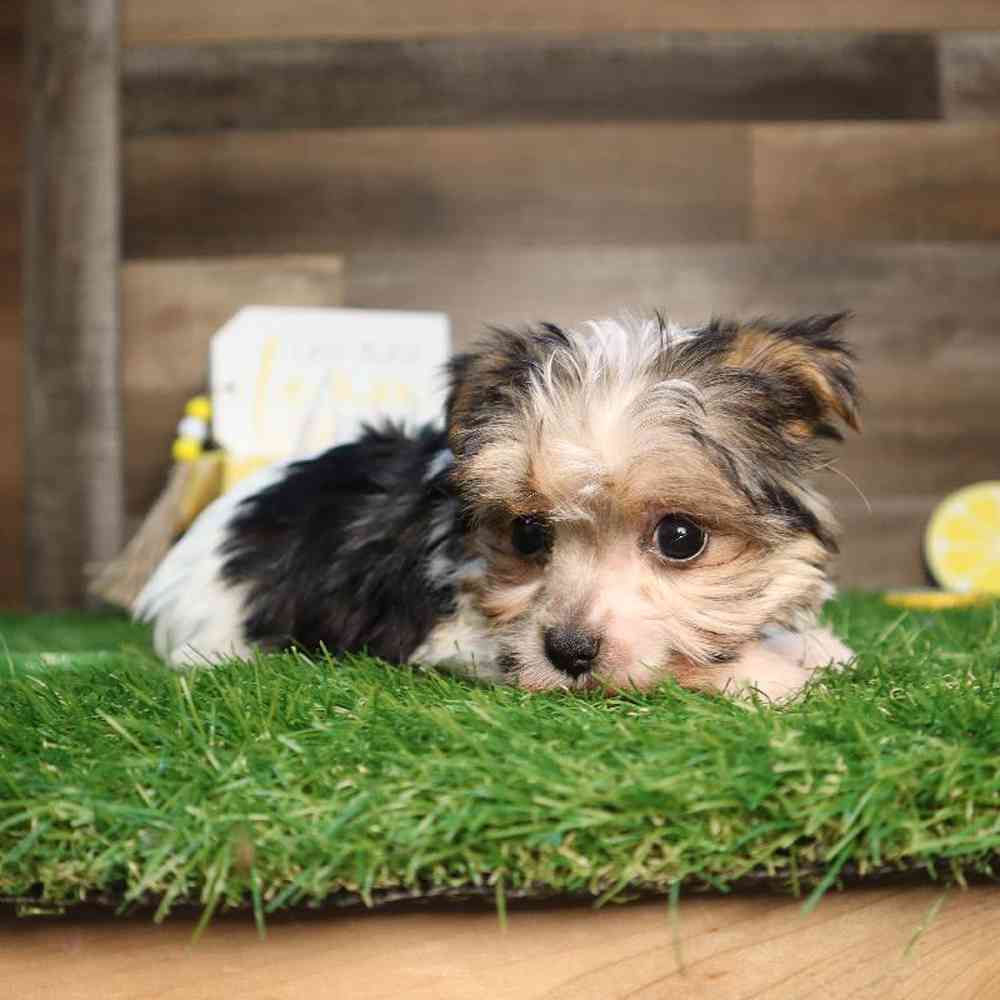 carousel pet images