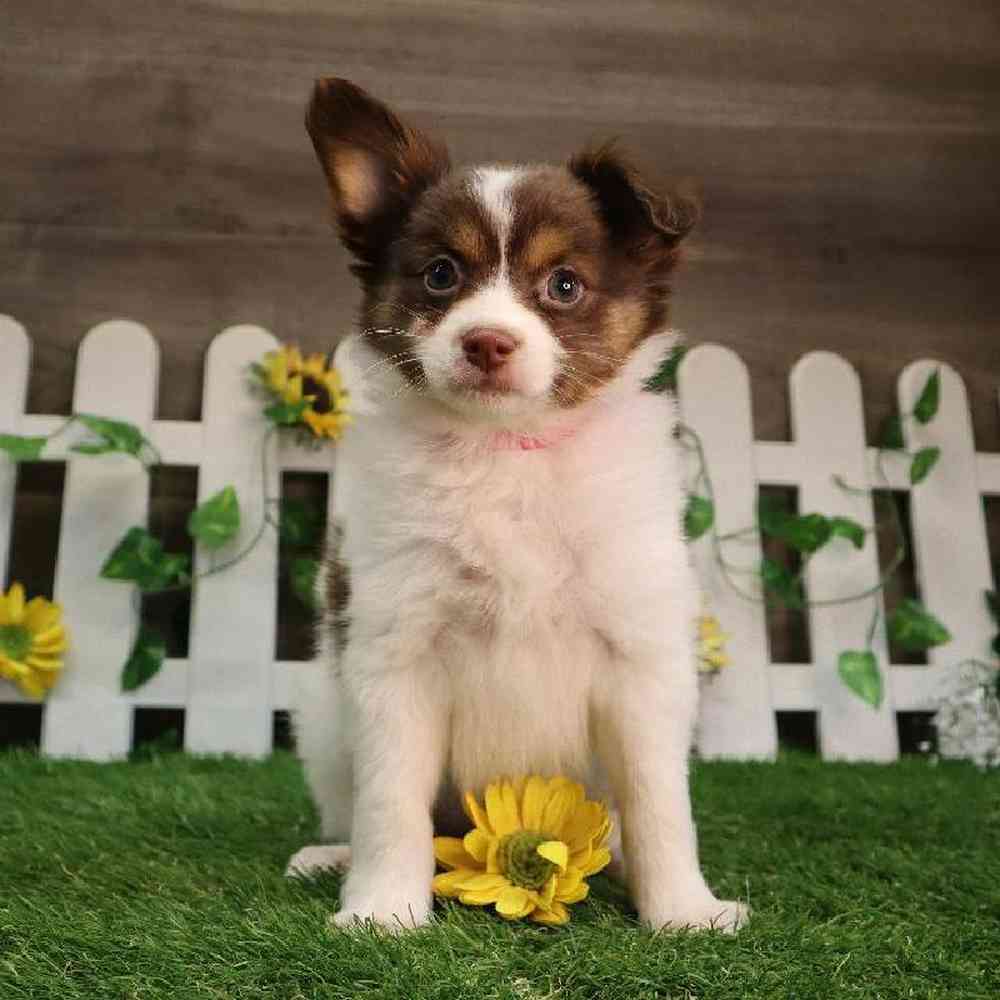 carousel pet images