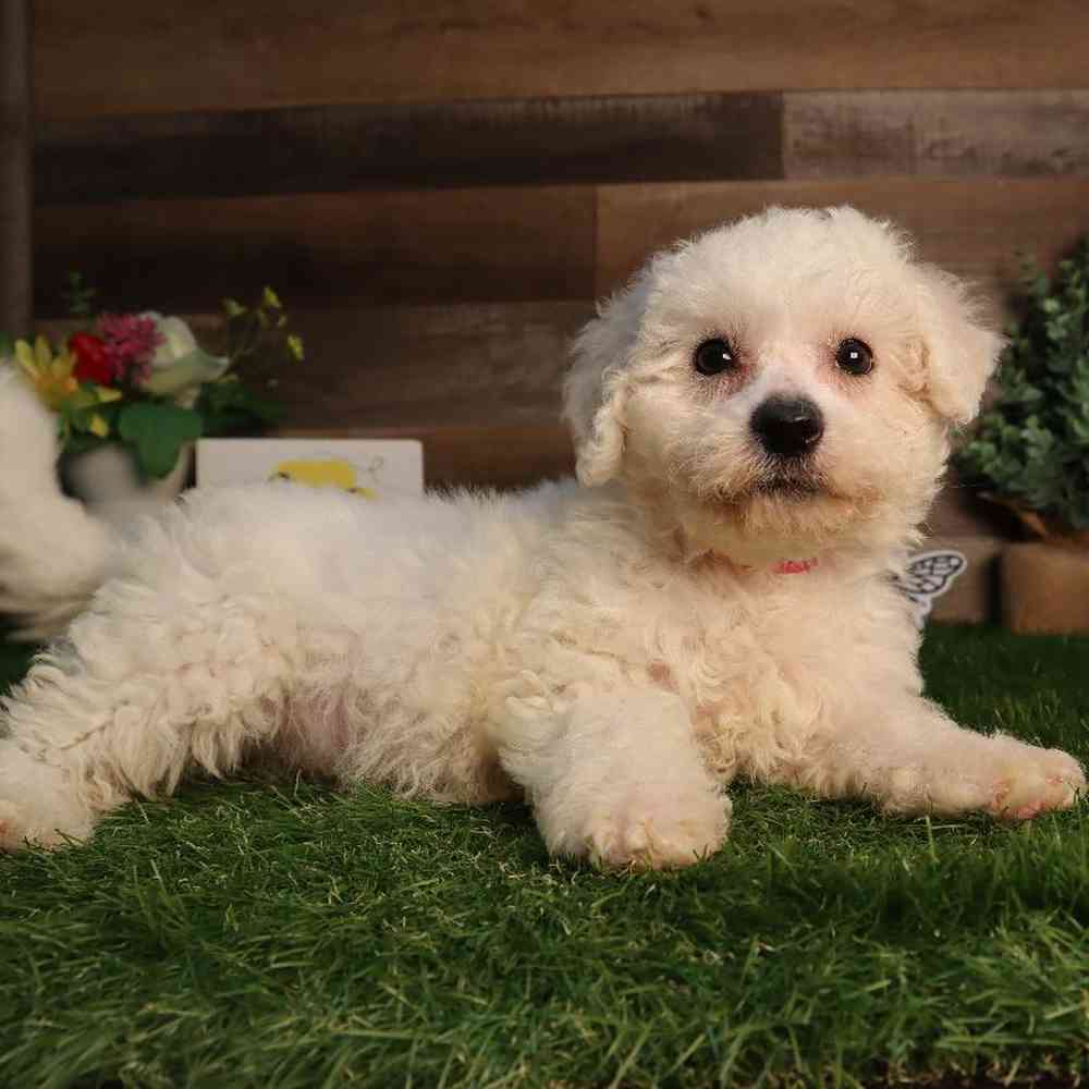 carousel pet images