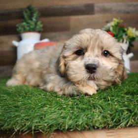 Shipoo