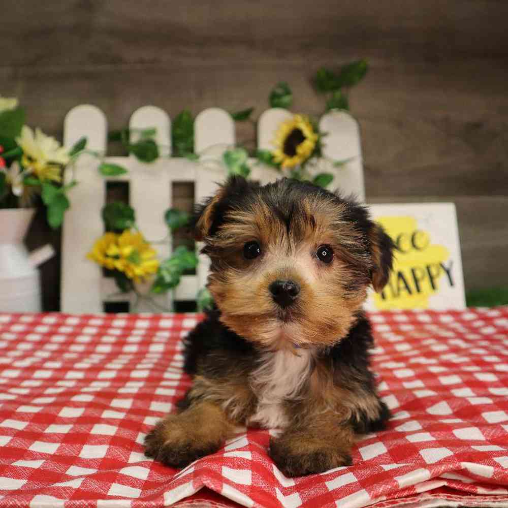 Male Yorkshire Terrier Puppy for Sale in Blaine, MN
