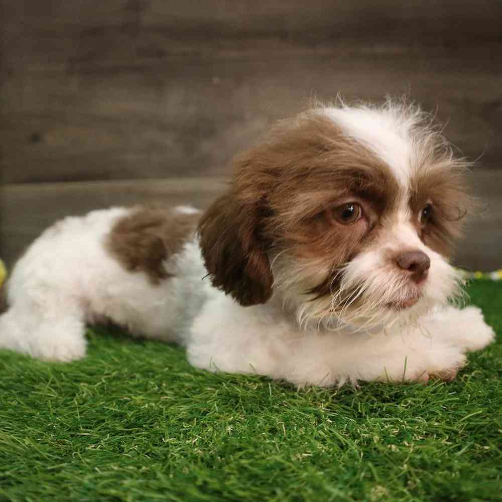 carousel pet images