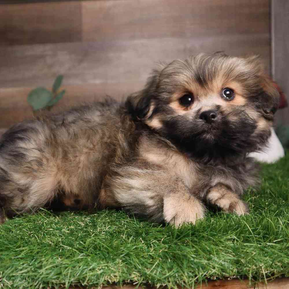 carousel pet images