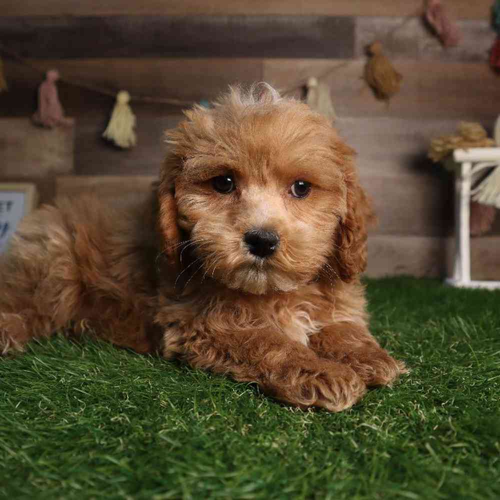 carousel pet images