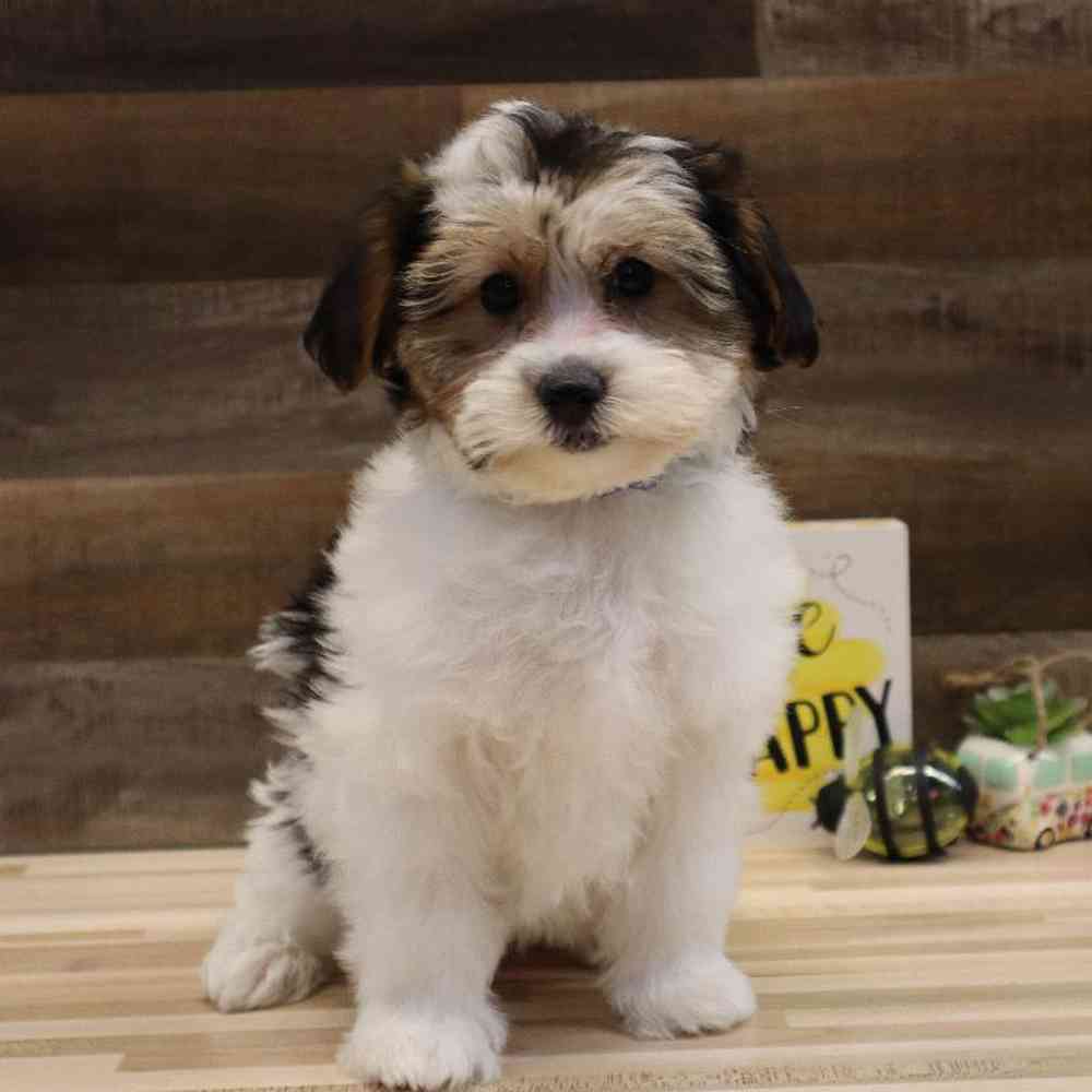 Female Teddy Yorkie Puppy for sale