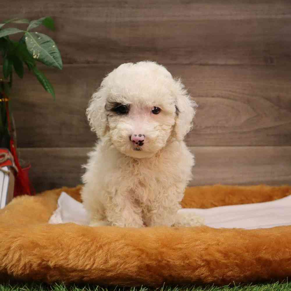 Female Mini Poodle Puppy for sale