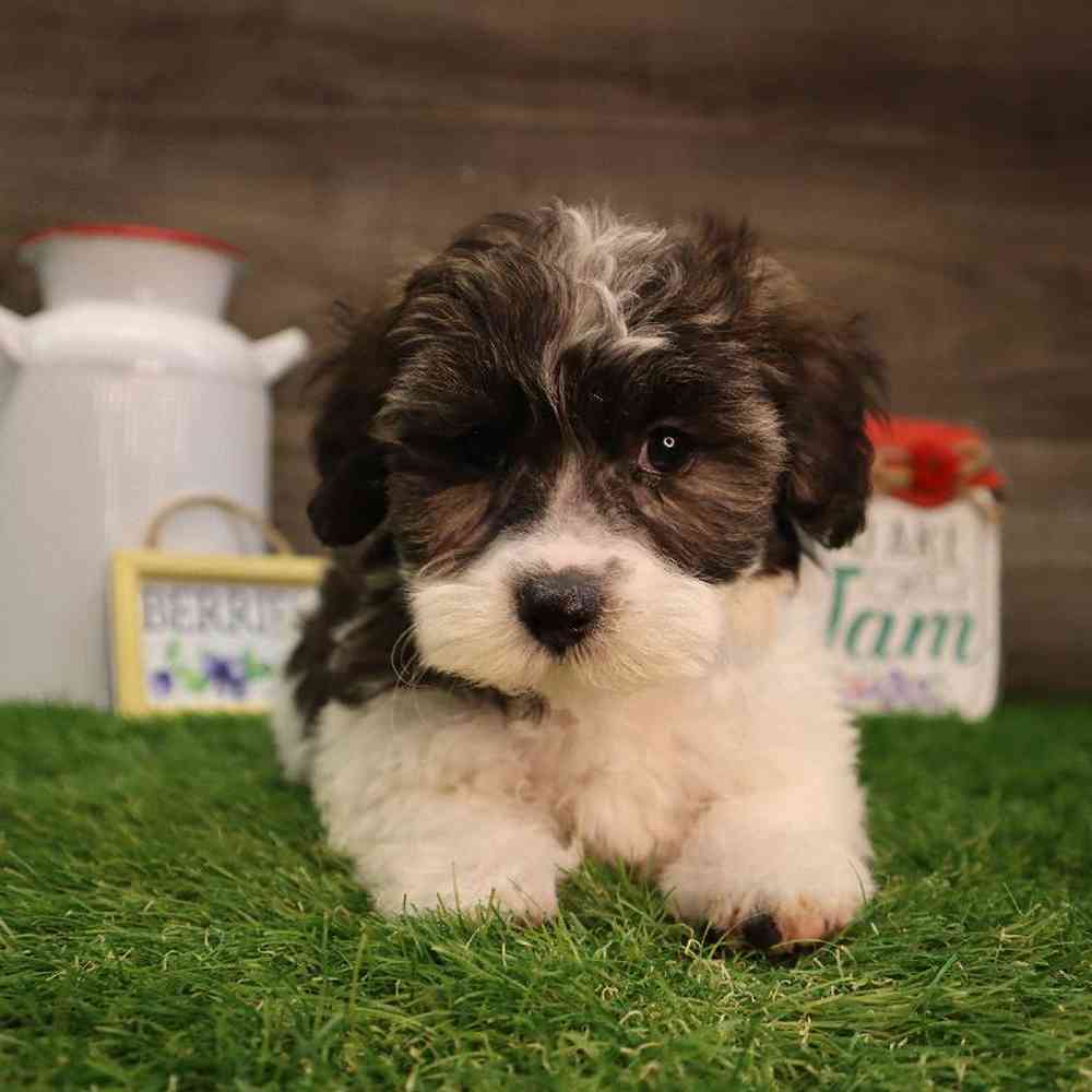 carousel pet images
