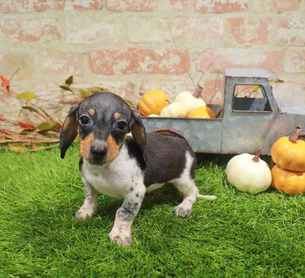 carousel pet images