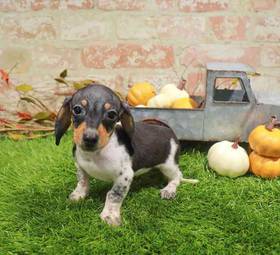 Dachshund
