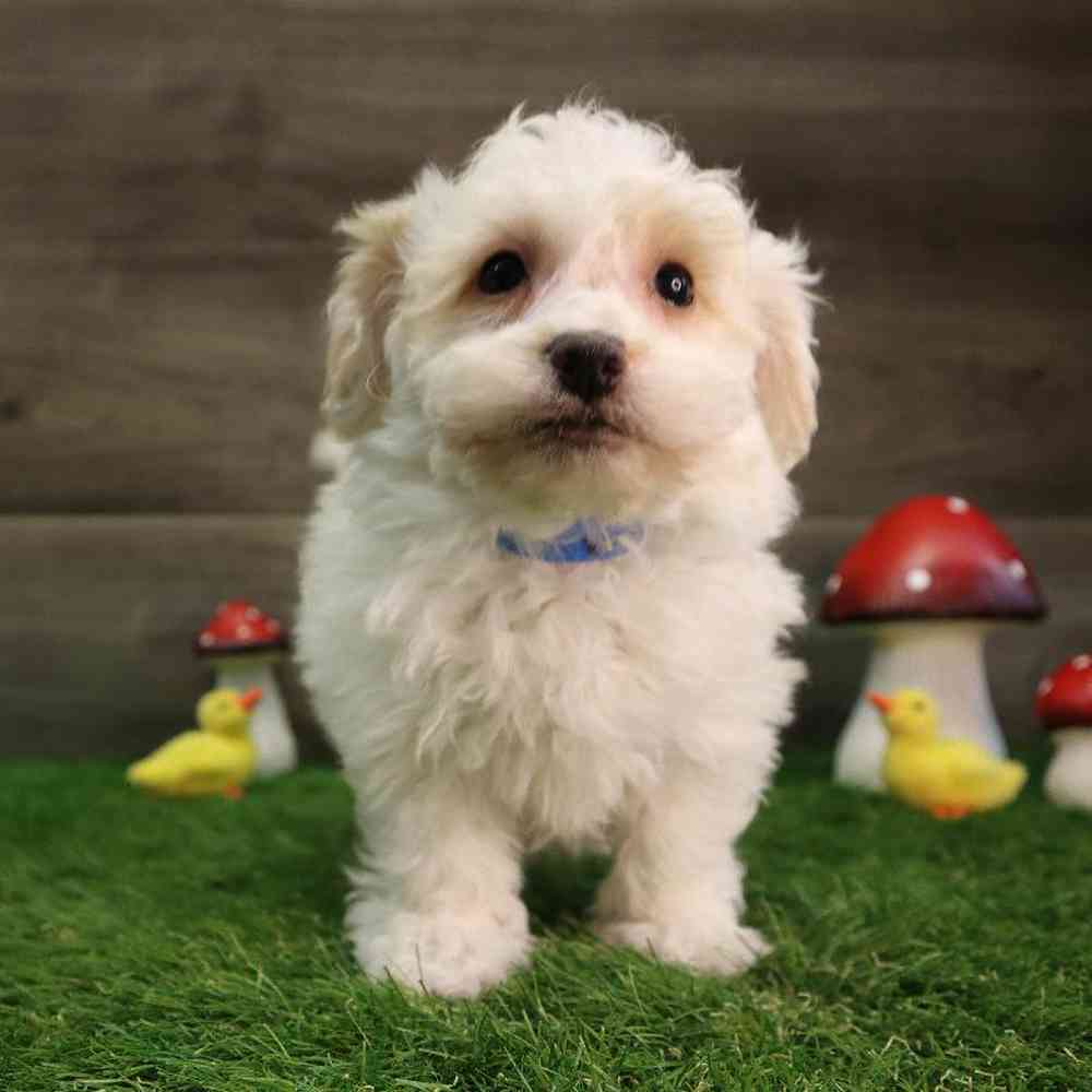 Male Bichon Frise Puppy for Sale in Blaine, MN