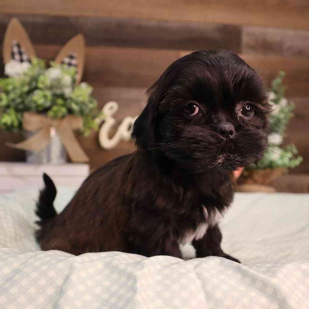 carousel pet images