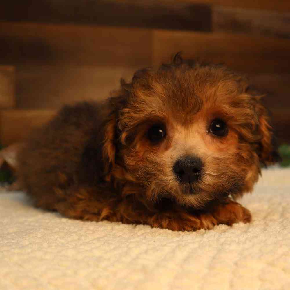 Male Bichon-Poo Puppy for Sale in Blaine, MN