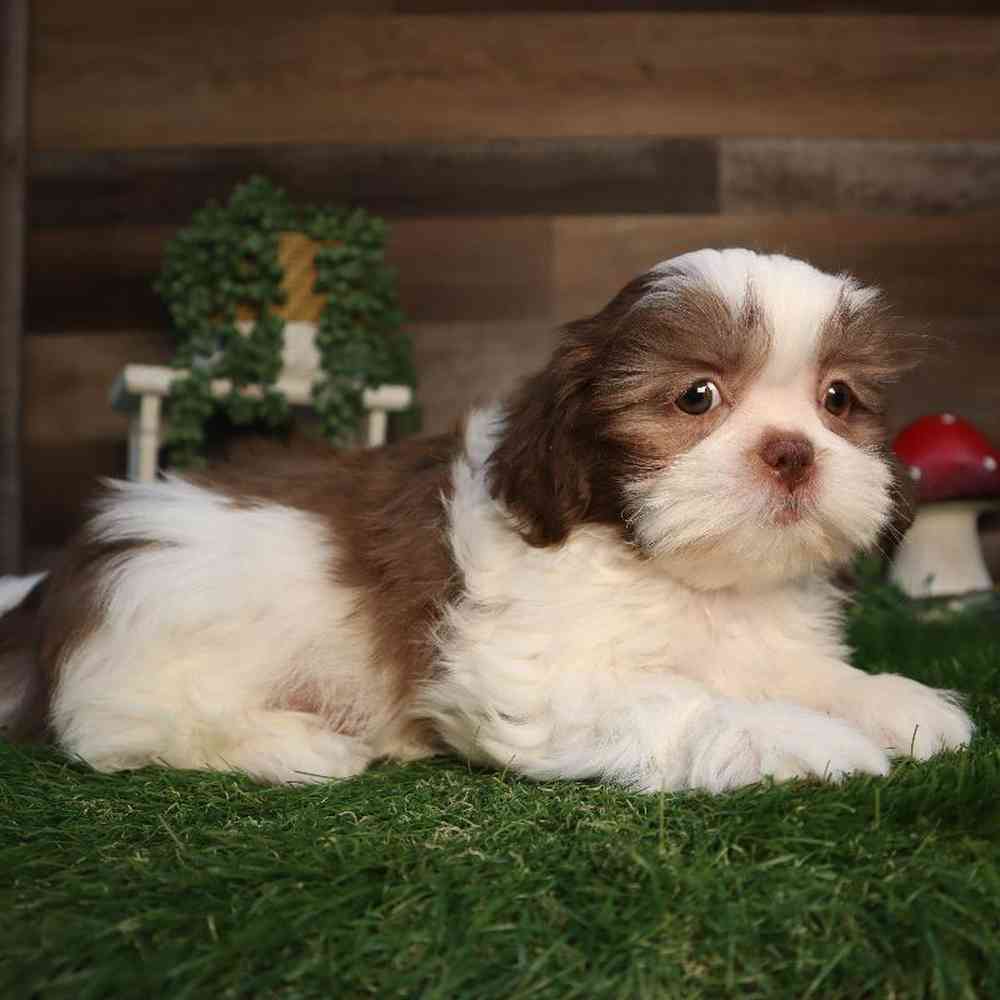 carousel pet images