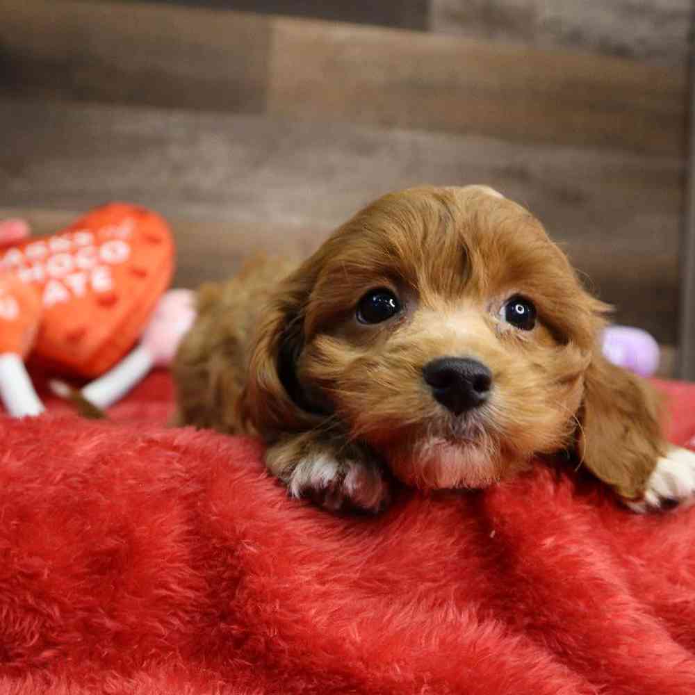 Female Cavapoo Puppy for Sale in Blaine, MN