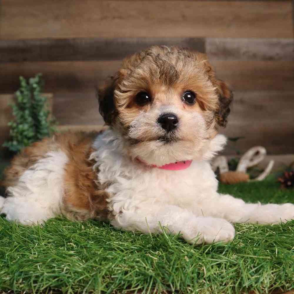 Female Maltipoo Puppy for Sale in Blaine, MN
