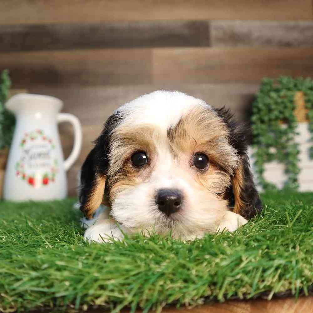 carousel pet images