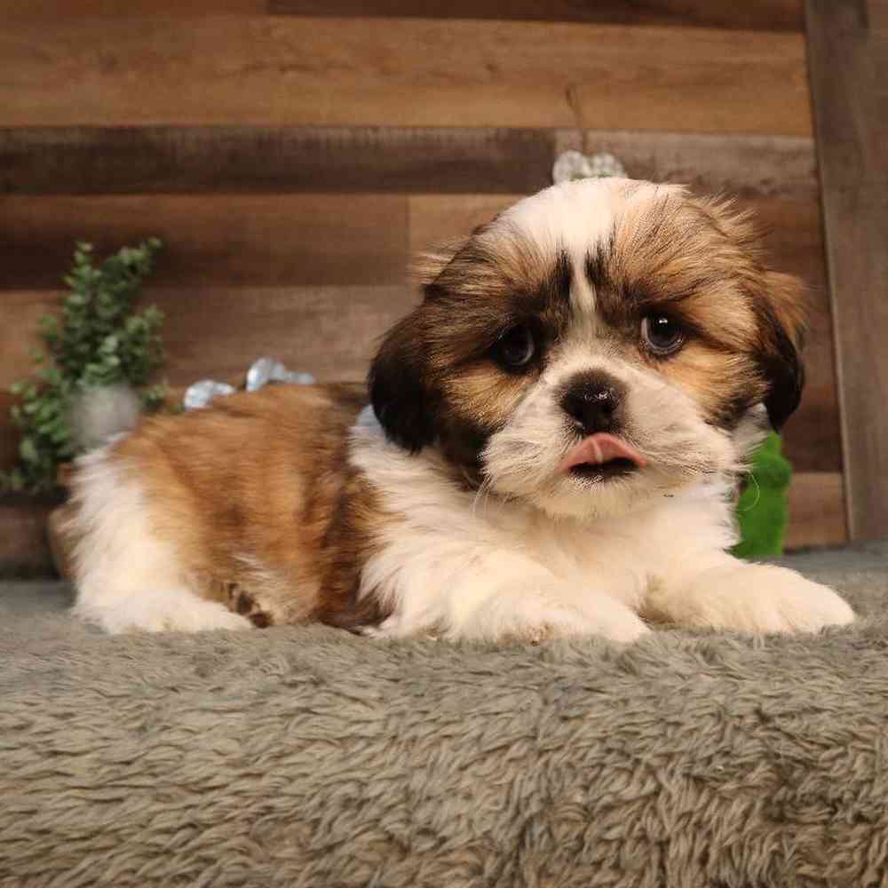 carousel pet images