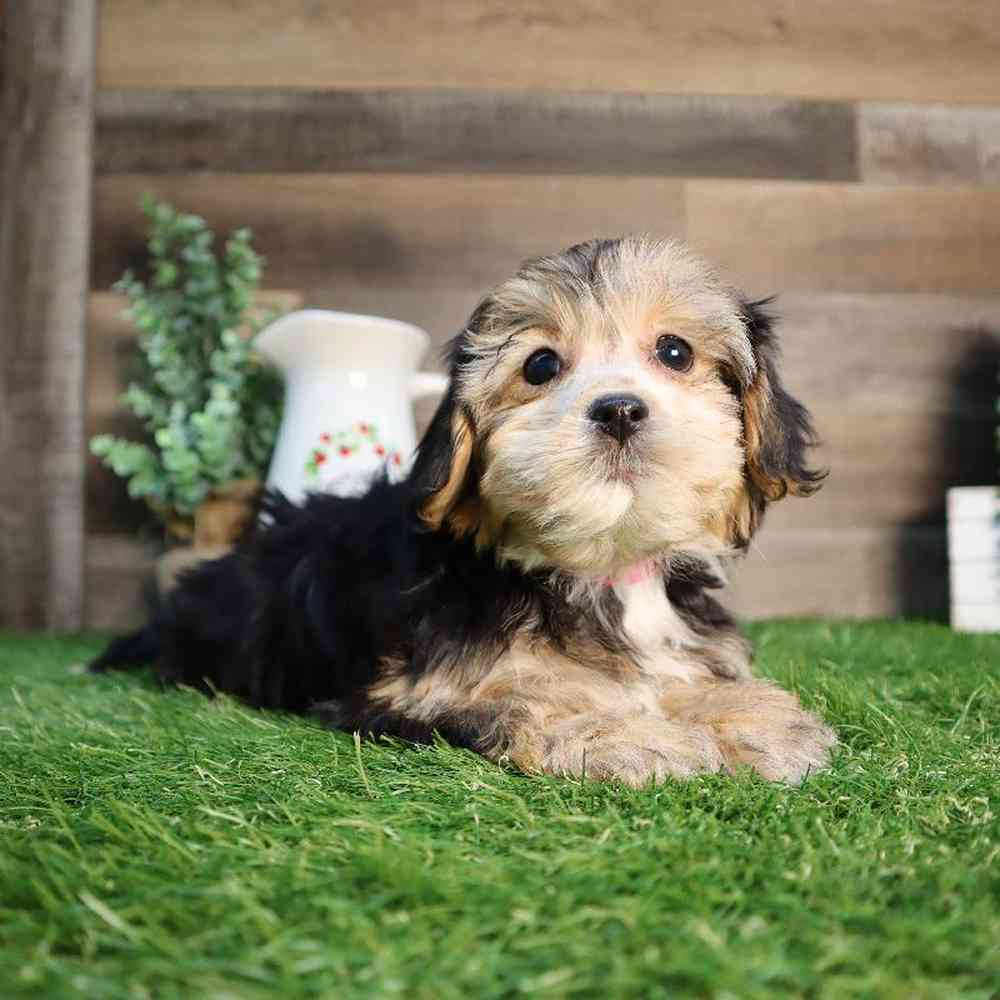 carousel pet images