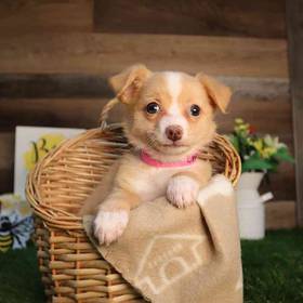 Chihuahua