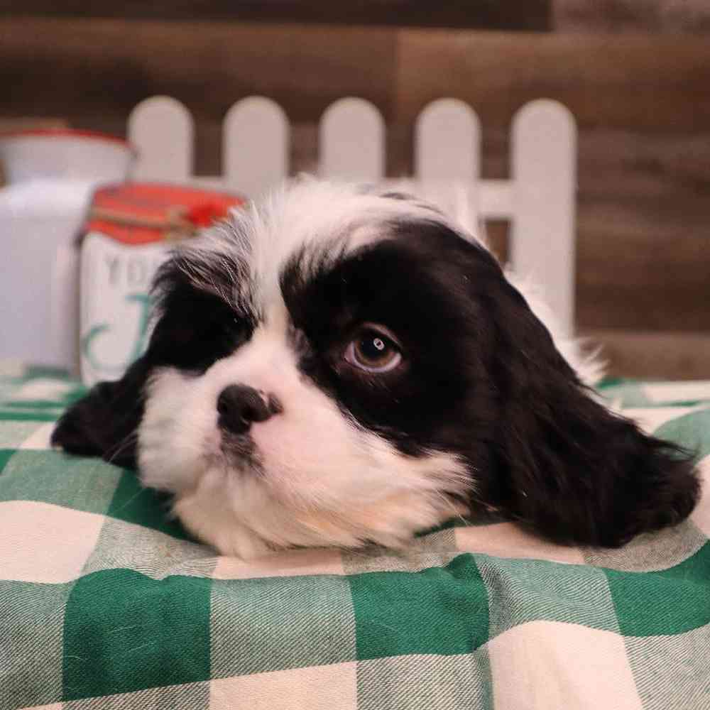carousel pet images