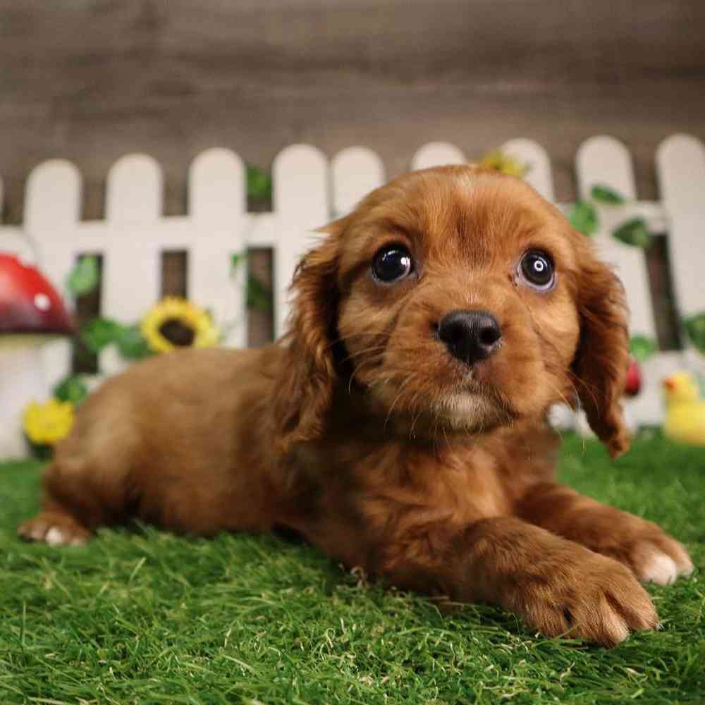 Male Cavalier King Charles Spaniel Puppy for Sale in Blaine, MN