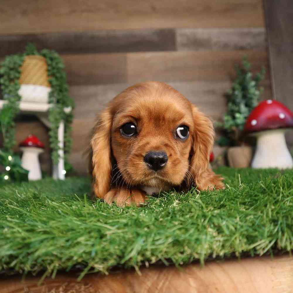 carousel pet images