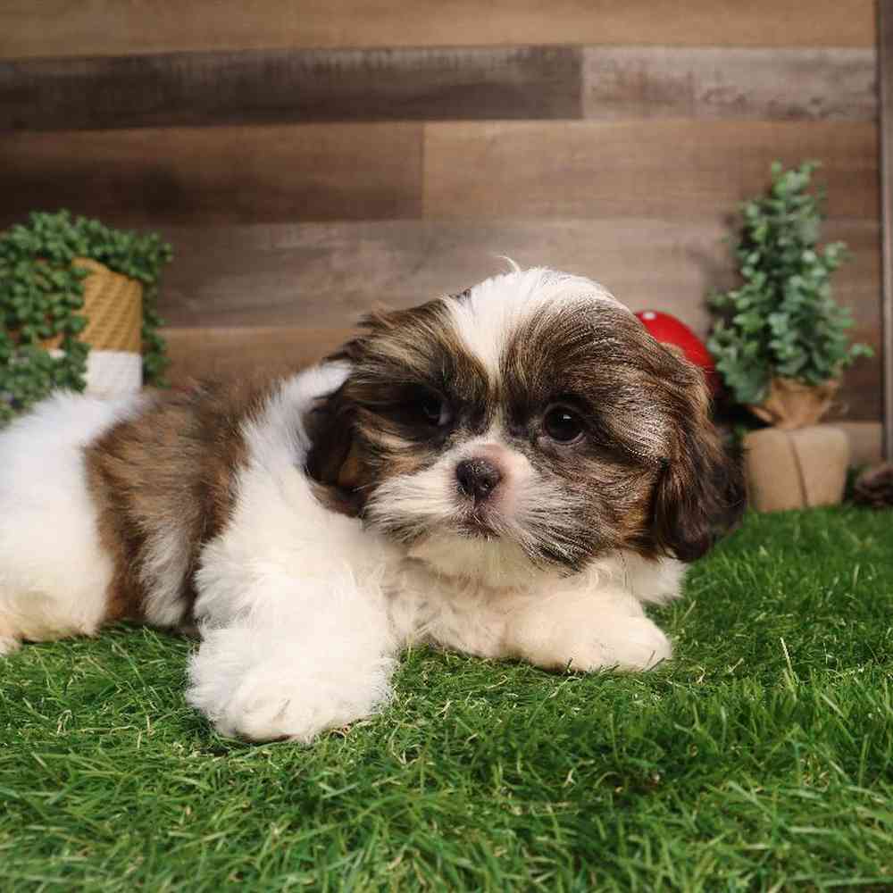 carousel pet images