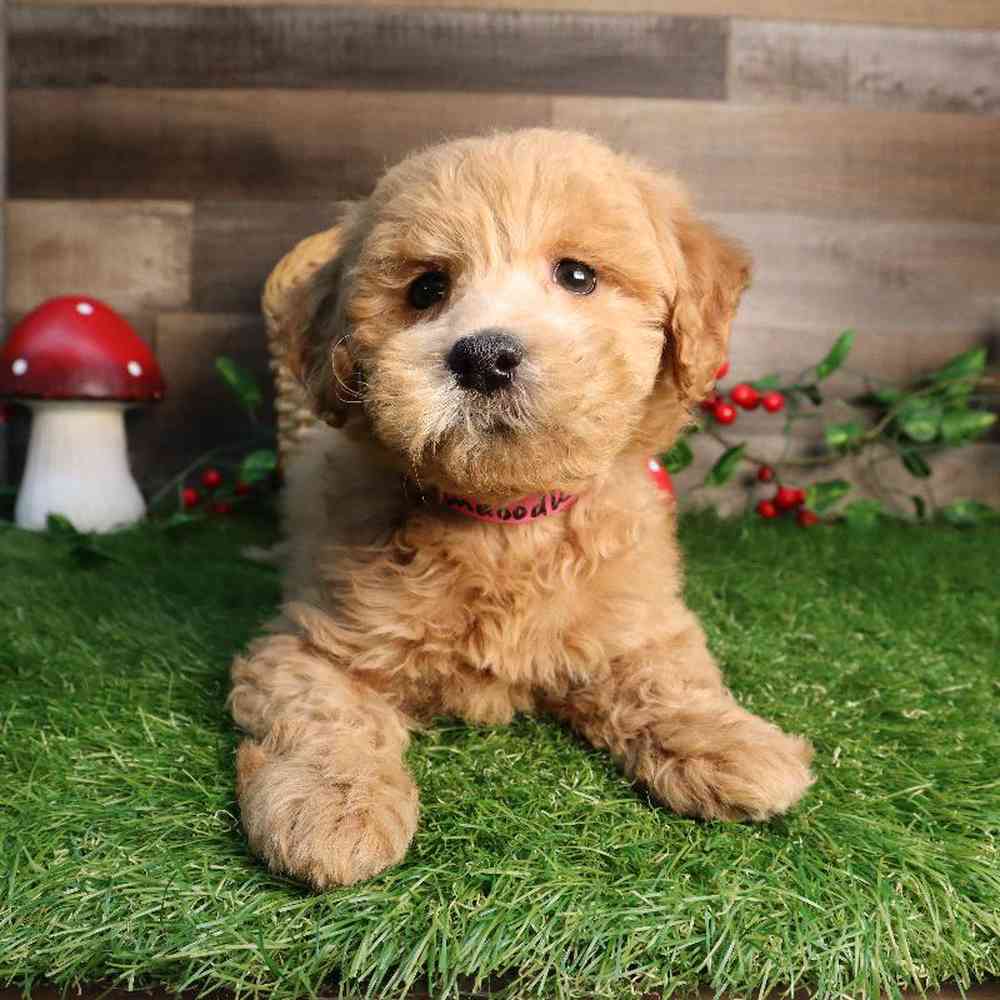 Female Mini Goldendoodle Puppy for Sale in Blaine, MN