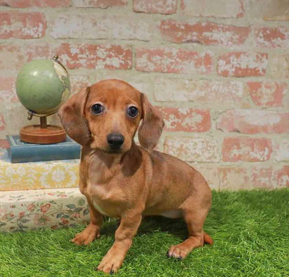 carousel pet images