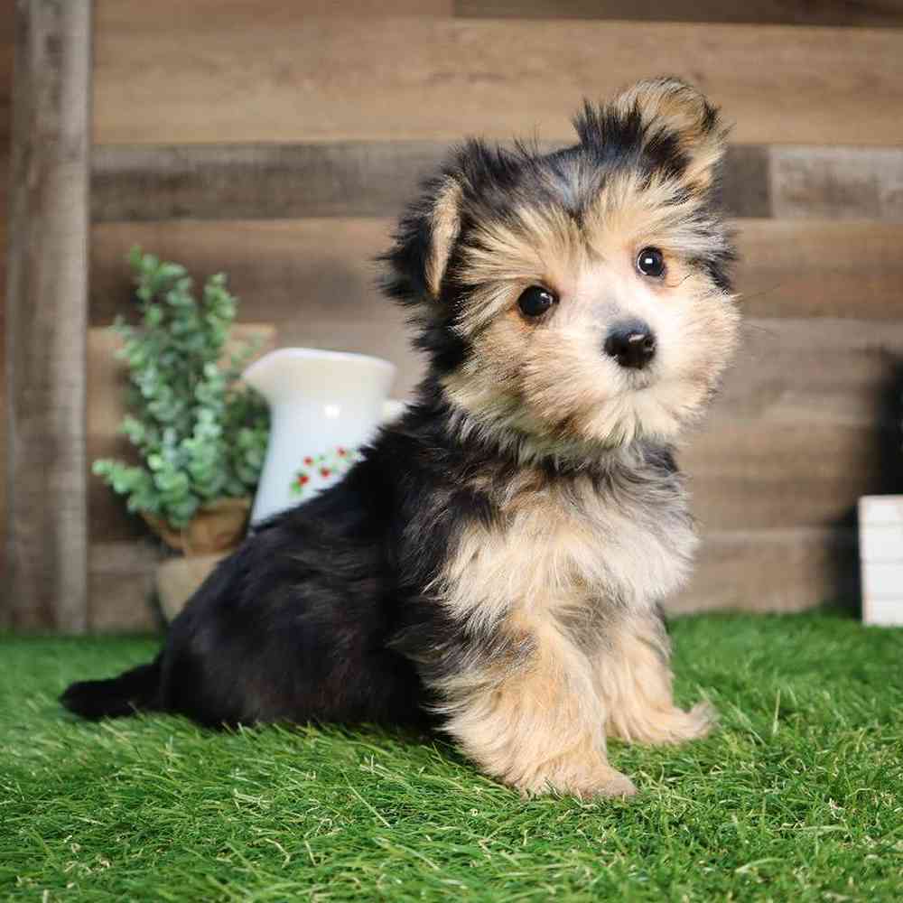 Male Morkie Puppy for Sale in Blaine, MN