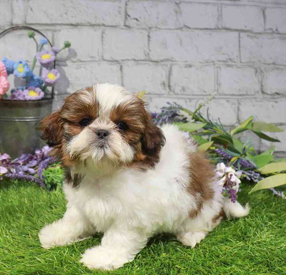 carousel pet images