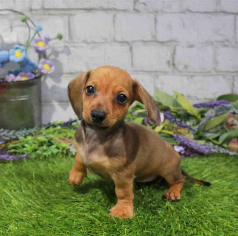 carousel pet images
