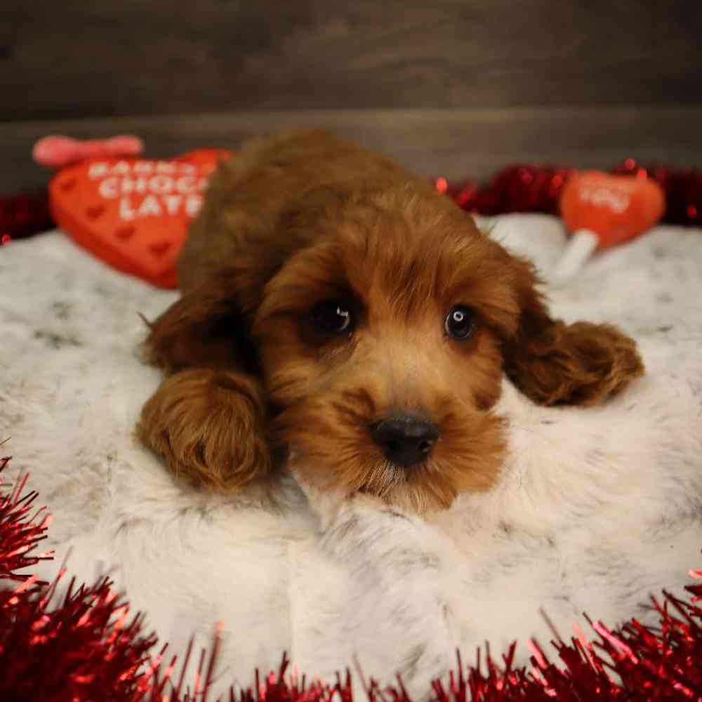 Female Cavapoo Puppy for Sale in Blaine, MN