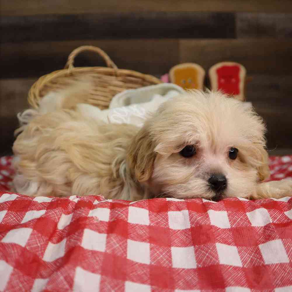 Male Maltipoo Puppy for Sale in Blaine, MN