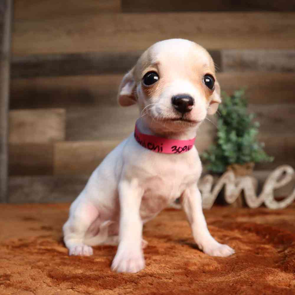 carousel pet images