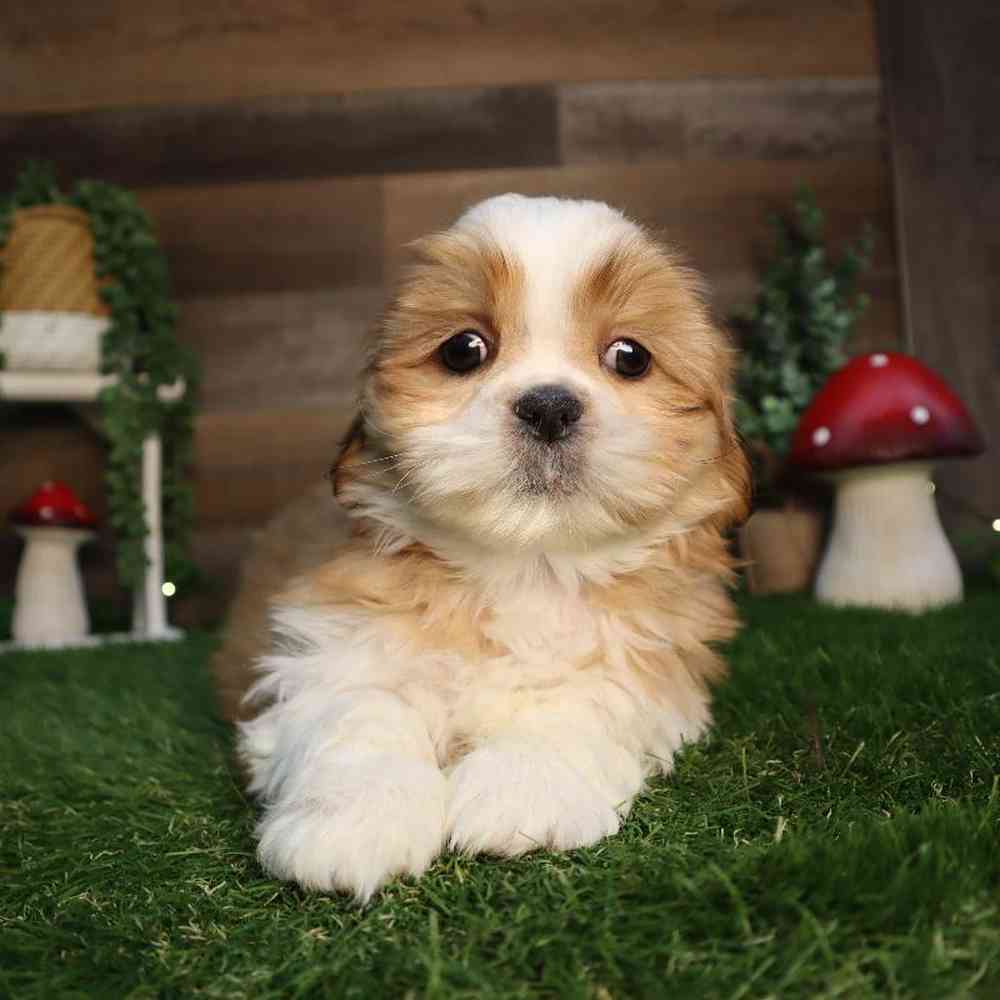 carousel pet images