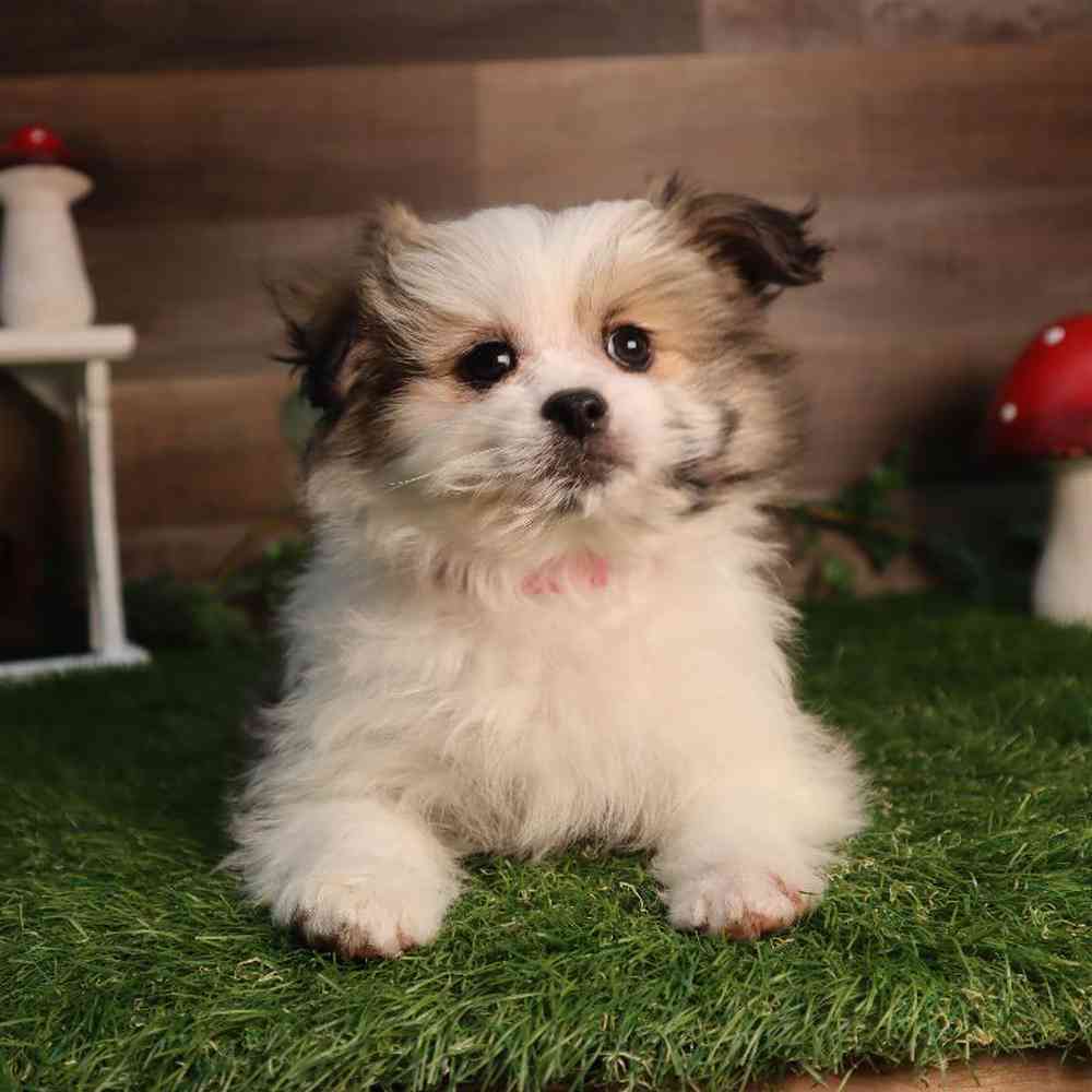 carousel pet images