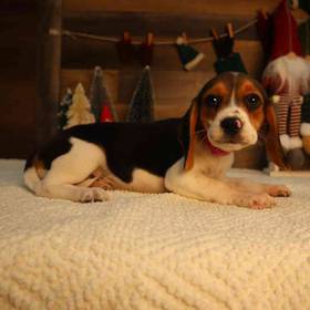 Beagle