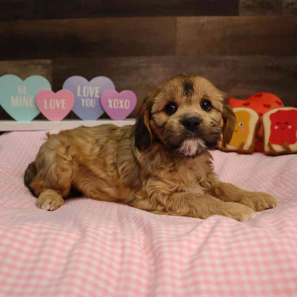 carousel pet images