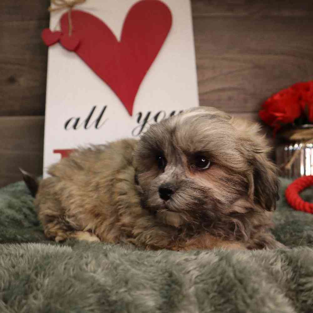 carousel pet images